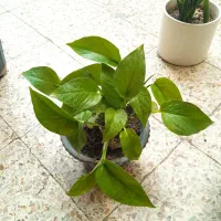 حراجی گل و گیاه