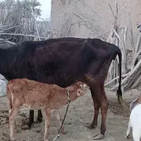 گاو گوساله