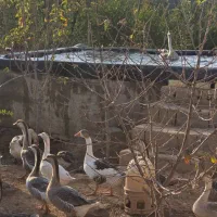 قو غاز اردک بومی و اردک لال فروش فوری بعلت حابجایی