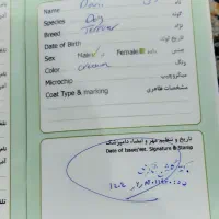 سگ تری یر زرنگ و بازی گوش دارای شناسنامه ۴/۵۰۰|سگ|مشهد, کشاورز|دیوار