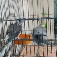 عروس هلندی نر وماده|پرنده|شیراز, گلکوب|دیوار