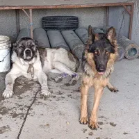 ژرمن شپهرد|سگ|احمدآبادمستوفی, |دیوار