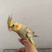 جوجه عروس هلندی