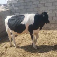 گاو ماده شیری و آبستن  گوساله ماده