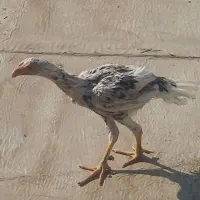 خروس لاری|حیوانات مزرعه|چهاردانگه (تهران), |دیوار