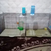 قفس