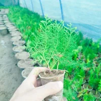 کامیس نوکدار اصل|خدمات باغبانی و درختکاری|کلاچای, |دیوار