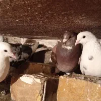 200|پرنده|سیلوانه, |دیوار