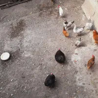 مرغ وخروس سبرایت وکوشین|حیوانات مزرعه|آستانه اشرفیه, |دیوار