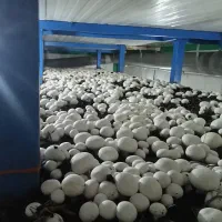 واحد تولیدی