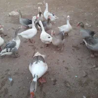 غاز جوان محلی|حیوانات مزرعه|کوهدشت, |دیوار