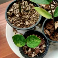 گل و کاکتوس