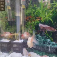 یک جفت ماهی گلد فیش معاوضه هم دارن|ماهی|اردبیل, |دیوار