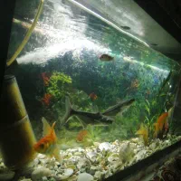 آکواریوم با ماهی|ماهی|بیرجند, |دیوار