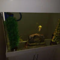 آکواریوم|ماهی|تهران, صادقیه|دیوار