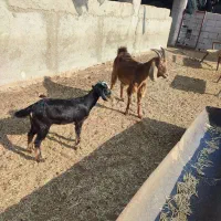 بز. کهره .میش|حیوانات مزرعه|چغادک, |دیوار