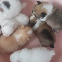 پامرانین|سگ|رشت, گلسار|دیوار