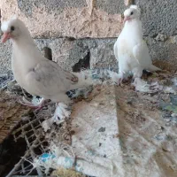 کبوتر گره|پرنده|میناب, |دیوار