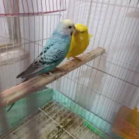 مرغ عشق|پرنده|تبریز, |دیوار