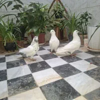 کبوتر تهرانی