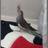 عروس هلندی محدوده خ معلم