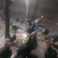 بوقلمون محلی|حیوانات مزرعه|نقده, |دیوار