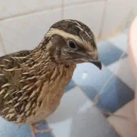 دوتا بلدرچین بالغ نرو ماده