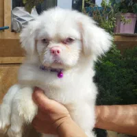 سگ پیکینز امپریال نر