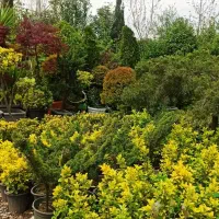 حراج نهال کرج درختچه شمال|گل و گیاه طبیعی|ازنا, |دیوار