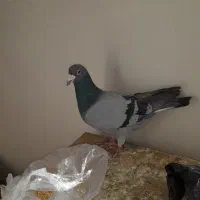 کفتر المانی