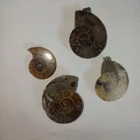 فسیل آمونیت