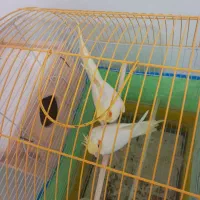 یک جفت عروس هلندی لوتینویک ساله|پرنده|سیاهکل, |دیوار