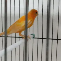 قناری نر و ماده پر خون قدیم