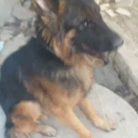 واگذاری یه قلاده سگ ژرمن اصل|سگ|اصفهان, کوی شهید کشوری|دیوار