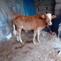 ورزاکوله چالوسی|حیوانات مزرعه|رشت, حومه رشت|دیوار