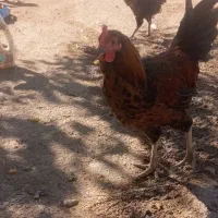 تعدادی خروس و  وارگ داشتی