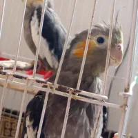 جفت عروس هلندی