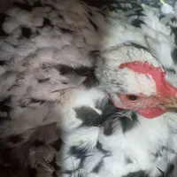 فروش مرغ گلین کرچ