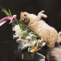 اسکاتیش فولد گلد ny|گربه|گرگان, |دیوار