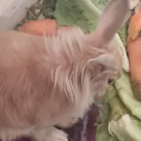 فروش عمده خرگوش