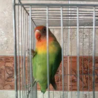 طوطی برزیلی نر