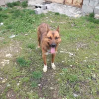 سگ گرگی نگهبانی