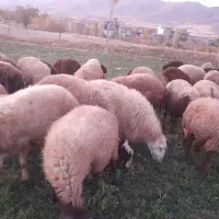 گوسفند وبره داشتی جوان|حیوانات مزرعه|کرمانشاه, |دیوار