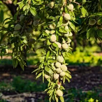 فروش نهال بادام پرسود