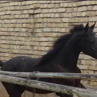اسب عرب،کره نریان یک و نیم ساله،سیاه|اسب و تجهیزات اسب‌سواری|گلپایگان, |دیوار