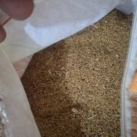 بذر یونجه پا بلند اصلی