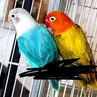 مدل لوری عروس طوطی کوتوله گرینچیک قناری کفترقفس|پرنده|مشهد, ملک‌آباد|دیوار