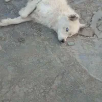 سگ سامویید سفید بازیگوش ۲ ساله