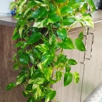 پتوس و قاشقی