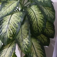 گل دیفن با خیا|گل و گیاه طبیعی|کرمانشاه, |دیوار